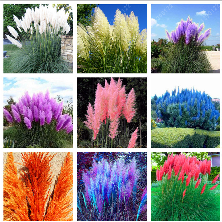 Quality Pampas Grass Seeds For Beautiful Outdoor Landscaping Decor Easy To Grow - 1