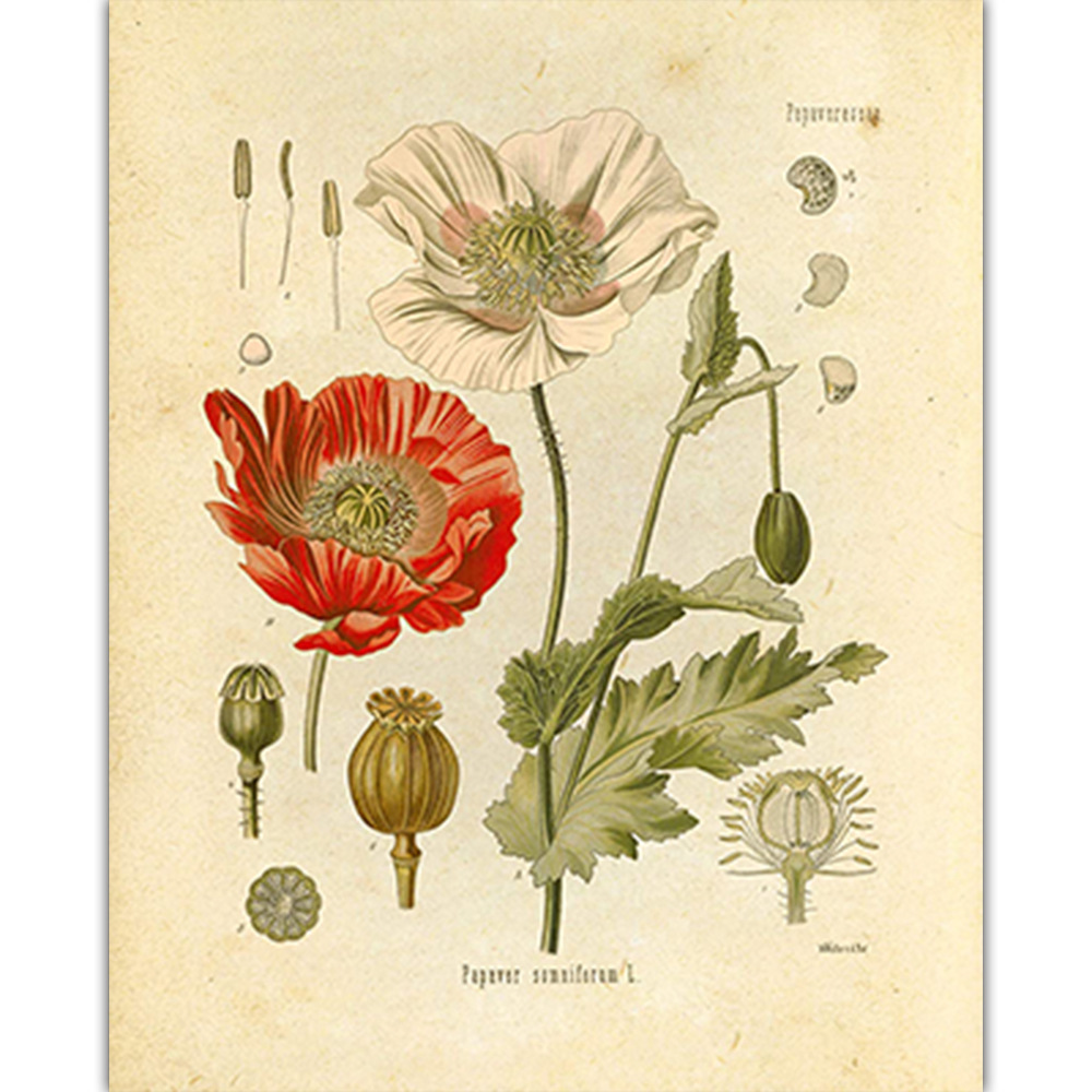 Vintage Wild Plant Poster Botanical Flower Study Living Room Hanging Painting Peony Picture Aesthetic Decor Canvas Paintng - 5