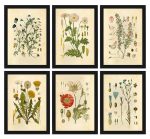Vintage Wild Plant Poster Botanical Flower Study Living Room Hanging Painting Peony Picture Aesthetic Decor Canvas Paintng