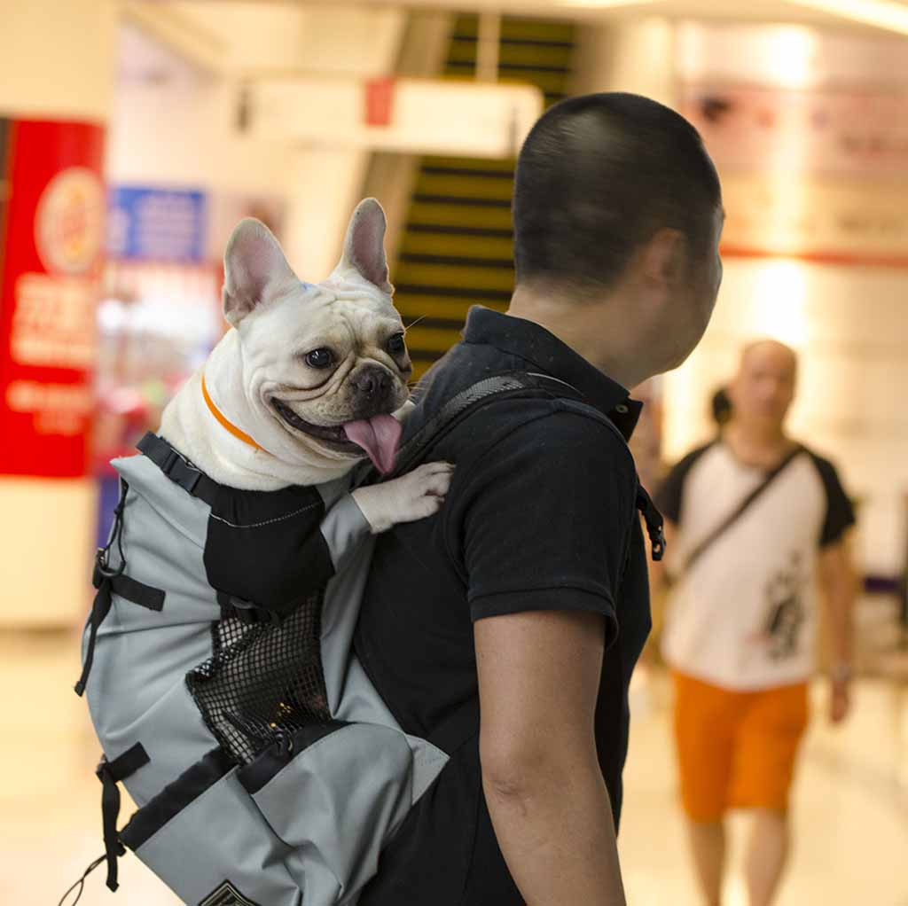 Large Pet Backpack Carrier For Dogs Cats Puppies Chihuahuas Comfortable Front Chest Travel Bag - 13