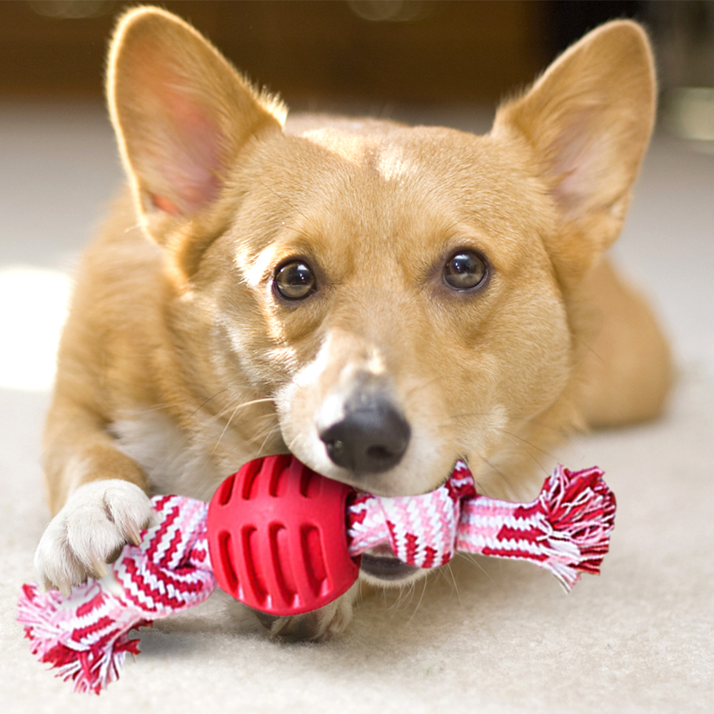 Durable Cotton Braided Rope Bone With Chew Knot Ball For Puppies Pets Dogs Fun Interactive Toy - 6