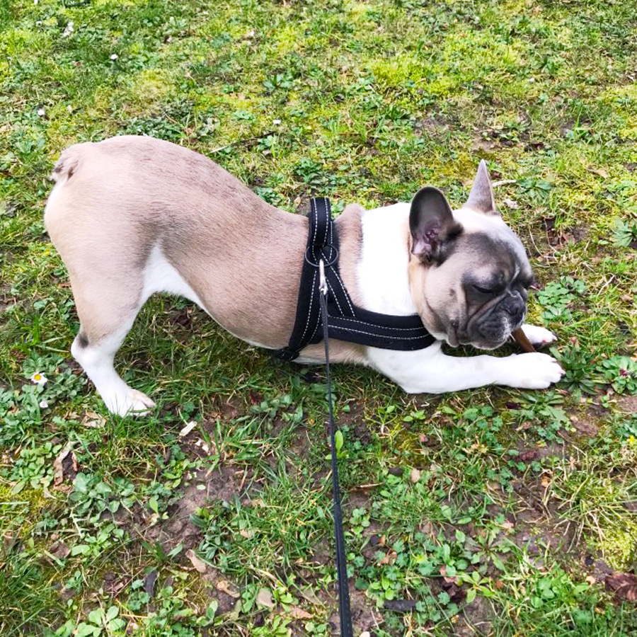 Adjustable Reflective Nopull Dog Harness Padded Flannel Vest For Small Medium Large Dogs Ideal For Walking And Training - 4