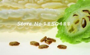 10pcs MultiColored Bitter Melon Seeds - 5