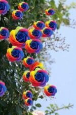 100Pcs Climbing Rose Seeds Colorful Blooms - 5
