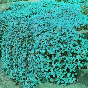 100pcs Colorful Thyme Seeds Ground Cover - 6