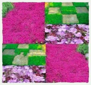 500pcs Thymus Serpyllum Seeds - 1