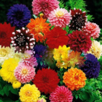 100pcs Chinese Peony Seeds 22 Colors - 1