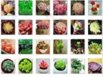 5pcs Rubrotinctum Succulent Seeds - 1