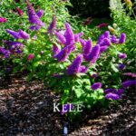 100pcs Butterfly Bush Seeds Bloom - 2