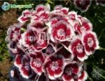 100pcs Multicolored Dianthus Seeds - 2