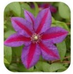 30pcs Clematis Flower Seeds - 4