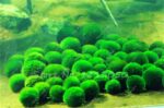 500pcs Ornamental Grass Seeds Decor Landscapes - 2