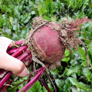 200Pcs Sugar Beet Seeds - 4