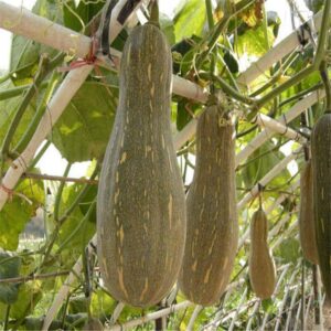 Organic Honey Pumpkin Seeds 10pcs - 2