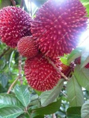 Durian Seeds 5 Packets - 5