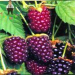 200pcs Raspberry Seeds Grow Now - 5