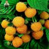 200pcs Raspberry Seeds Grow Now OutletTrends.com Free Shipping Up to 70 ...