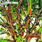 30 Jabuticaba Tree Seeds - 2
