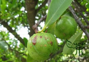 200Pcs Mangosteen Seeds Grow Your Own - 5