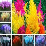 150pcs Colorful Pampas Grass Seeds - 1