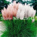 150pcs Colorful Pampas Grass Seeds - 5