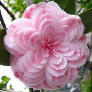 Beautiful 24Color Camellia Bonsai Seeds 50pcs - 1