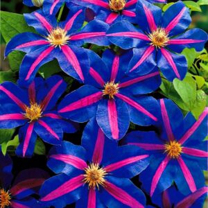 Multicolored Clematis Seeds 100 Pcs - 4