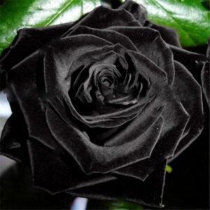 100 Rose Bonsai Seeds Perennial Blooms - 1