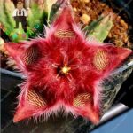 200 Pcs Exotic Succulent Mix - 3