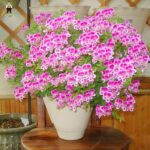 50 Pcs Geranium Bonsai Mixed Color Seeds - 5