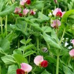 Virgo Sweet Pea Bonsai Seed Pack - 2