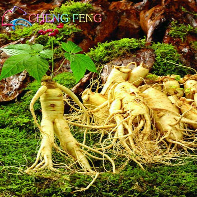 10pcs Korean Bonsai Ginseng Seeds Free Shipping Up to