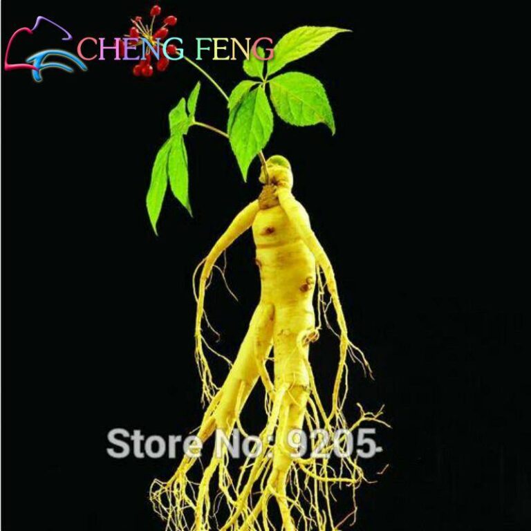 10pcs Korean Bonsai Ginseng Seeds Free Shipping Up to