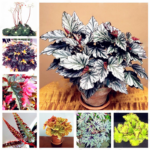 100 Pcs Begonia Lantern Seeds - 1