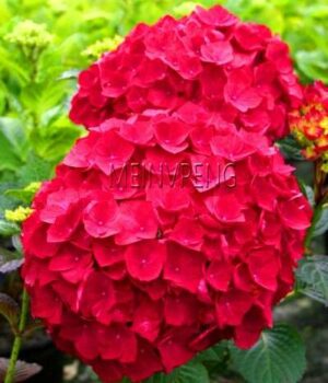 Mixed Color Japan Viburnum Seeds - 5