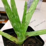 100 Pcs Aloe Vera Fruit Seeds - 4