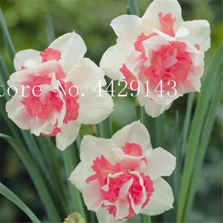 Double Petaled Aquatic Daffodil Seeds Free Shipping Up