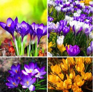 20pc Saffron Crocus Seeds - 1