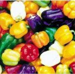 100 Pcs Veggie Seeds Cucumber Egg Pepper Pumpkin etc - 2