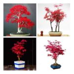 30pcs Japanese Red Maple Bonsai Seeds - 1