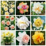 100pc Daffodil Bonsai Flower Seeds - 1