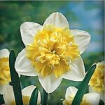 100pc Daffodil Bonsai Flower Seeds - 5
