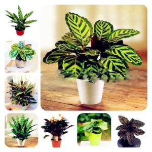 50 Pcs Calathea Air Freshening Seeds - 1