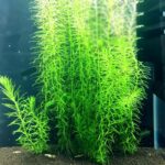 Aquatic Fish Tank Grass Seeds - 2