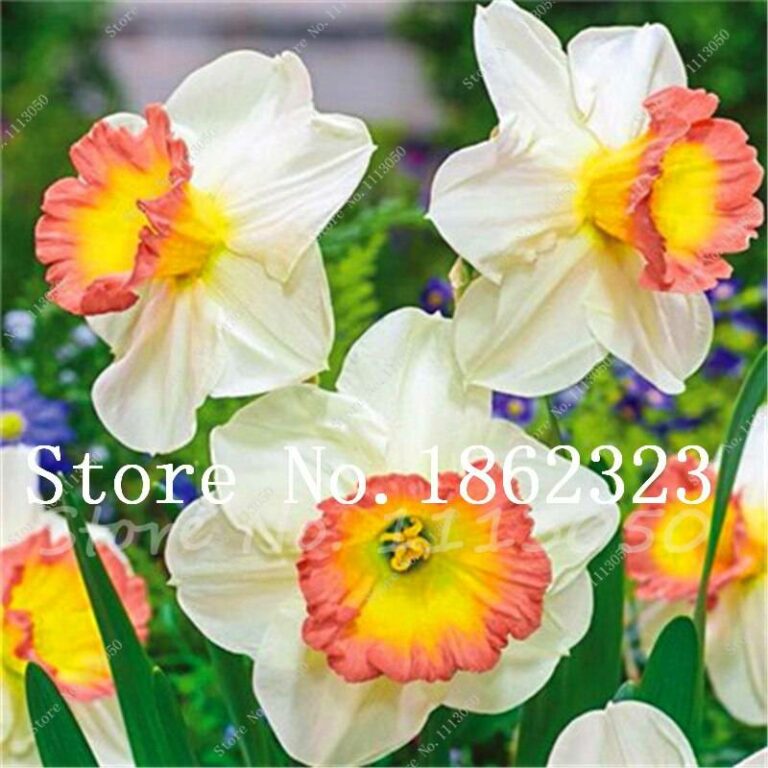 100pcs Daffodil Seeds Free Shipping Up to 70 OFF