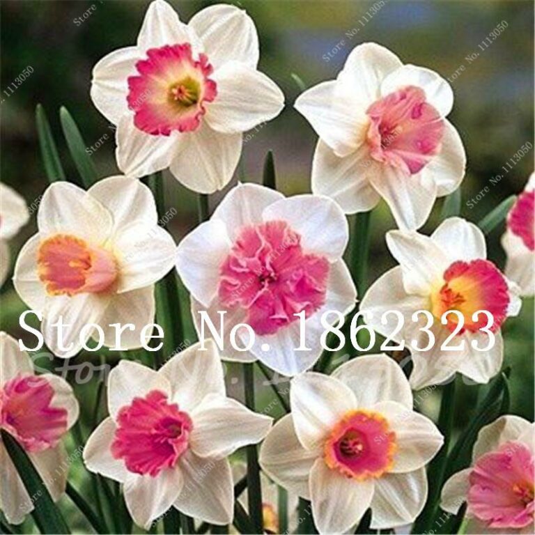 100pcs Daffodil Seeds Free Shipping Up to 70 OFF