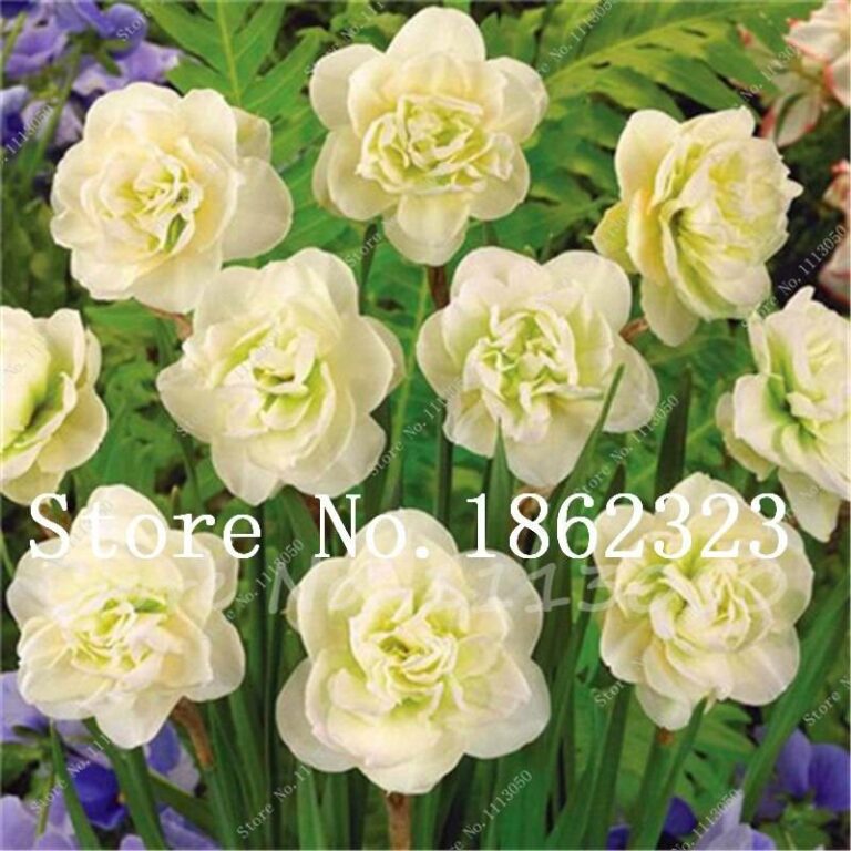 100pcs Daffodil Seeds Free Shipping Up to 70 OFF