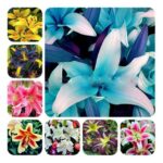 100 Pcs Lily Bonsai Fragrant Flowers - 1