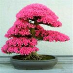 5pcs Cherry Blossoms Bonsai Seeds - 1