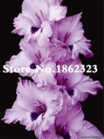 MultiColor Gladiolus Bonsai Seeds - 5